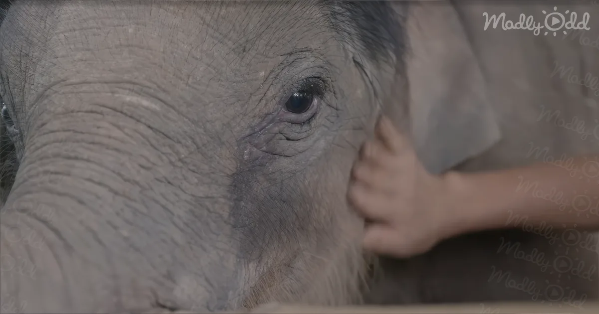 A close-up of an elephant's face with a hand gently touching its ear.