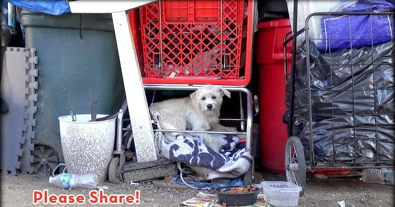 A small dog sits under a red crate amidst cluttered items and debris, with a "Please Share!" message at the bottom.
