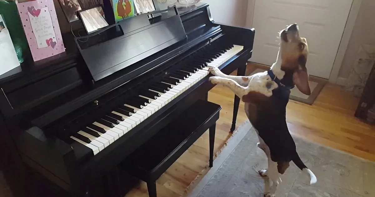 The Amazing Buddy Mercury Sings and Plays the Piano (He''s a Beagle)