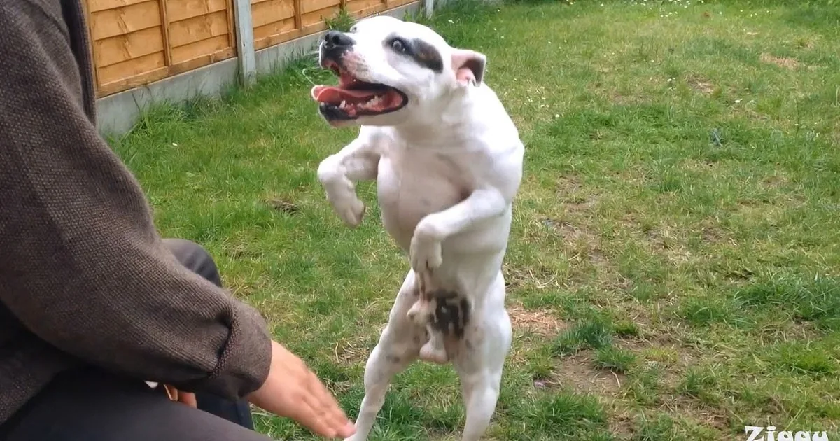 A white dog with a black face runs joyfully on grass, its tongue out, as a person sits nearby.