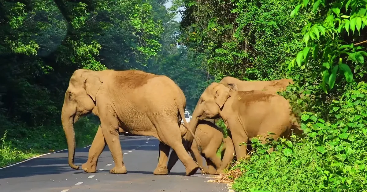 Very Protective Mama Elephant Is the World''s Best Crossing Guard