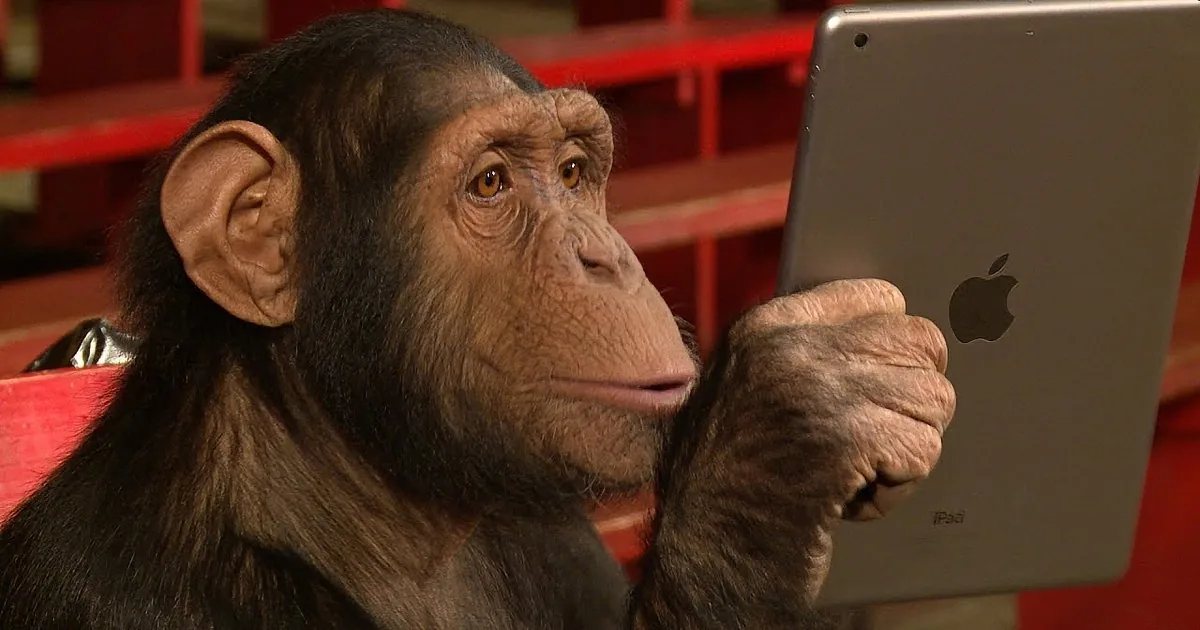 A chimpanzee holds an iPad, looking up with a curious expression.