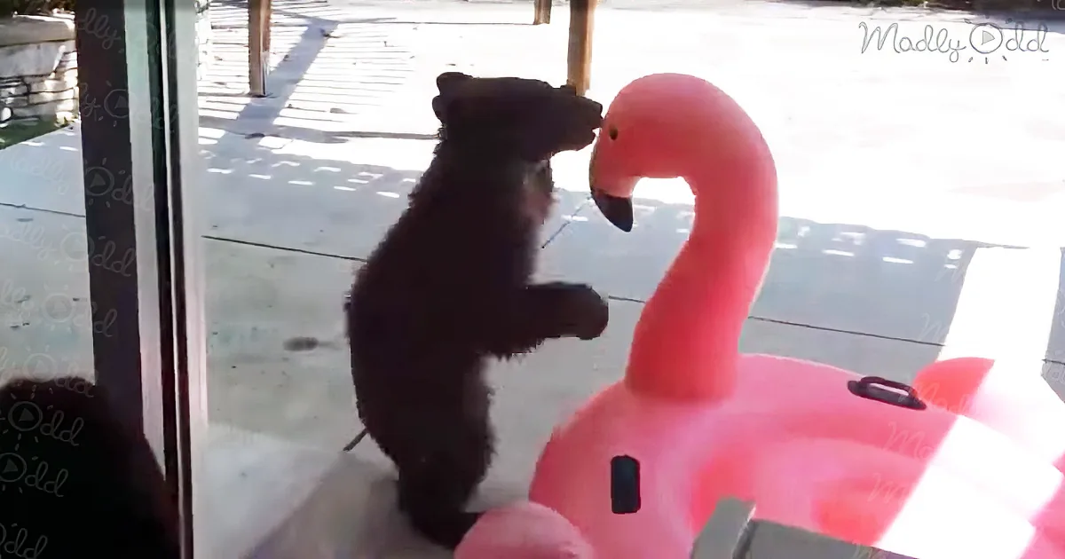 Baby Bear Wrestles Pink Flamingo on the Porch, Then Mama Bear Steps in - but That''s Not the Crazy Part...