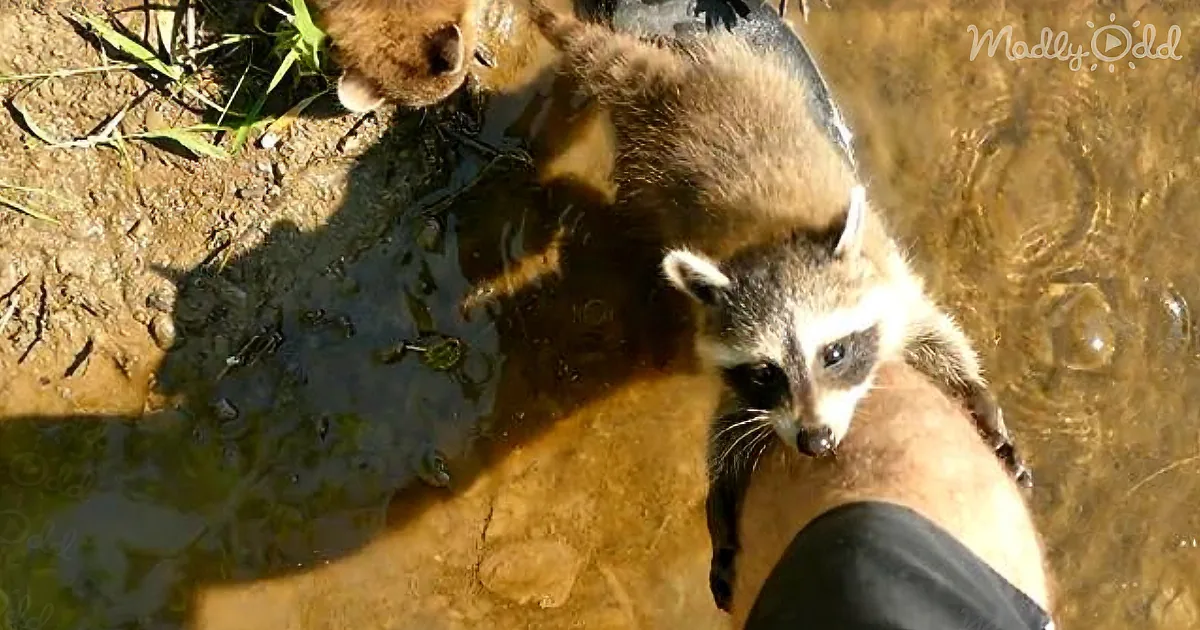 Adorable Baby Raccoons Adopt Fisherman for Cutest Friendship You''ll See Today