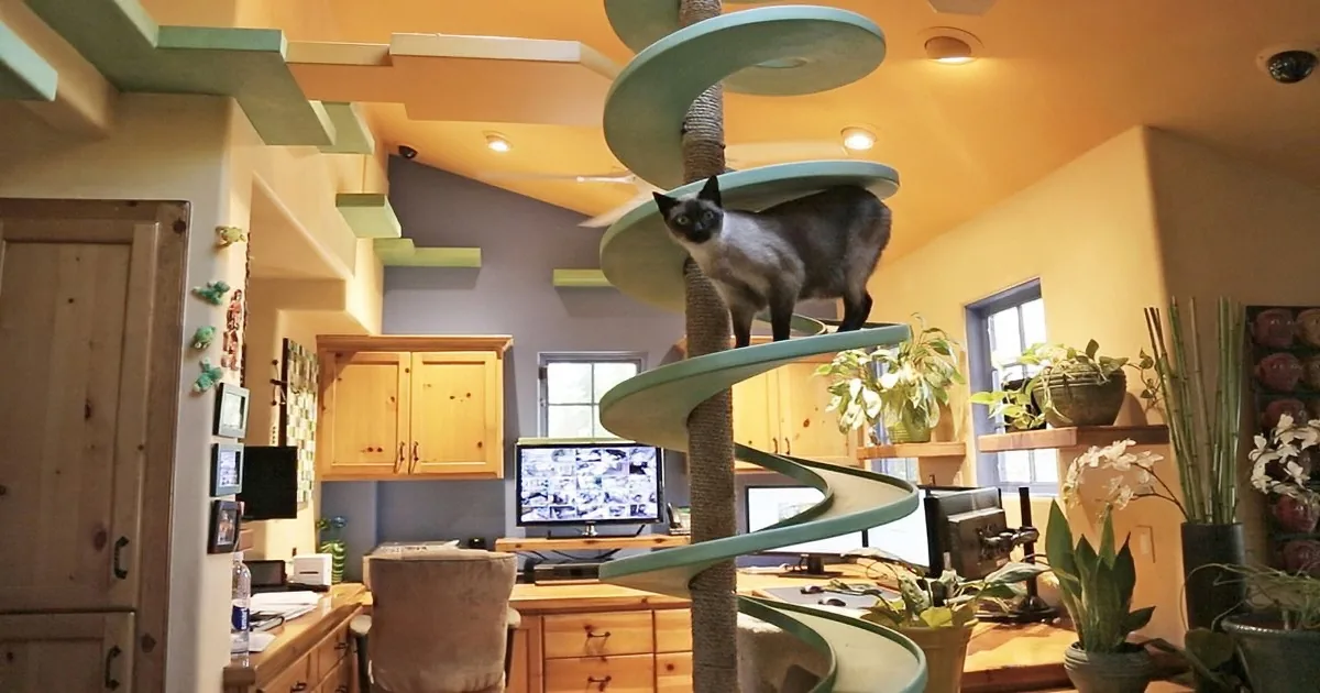 A Siamese cat stands on a spiral cat tree in a cozy, well-lit home office with plants and wooden furniture.
