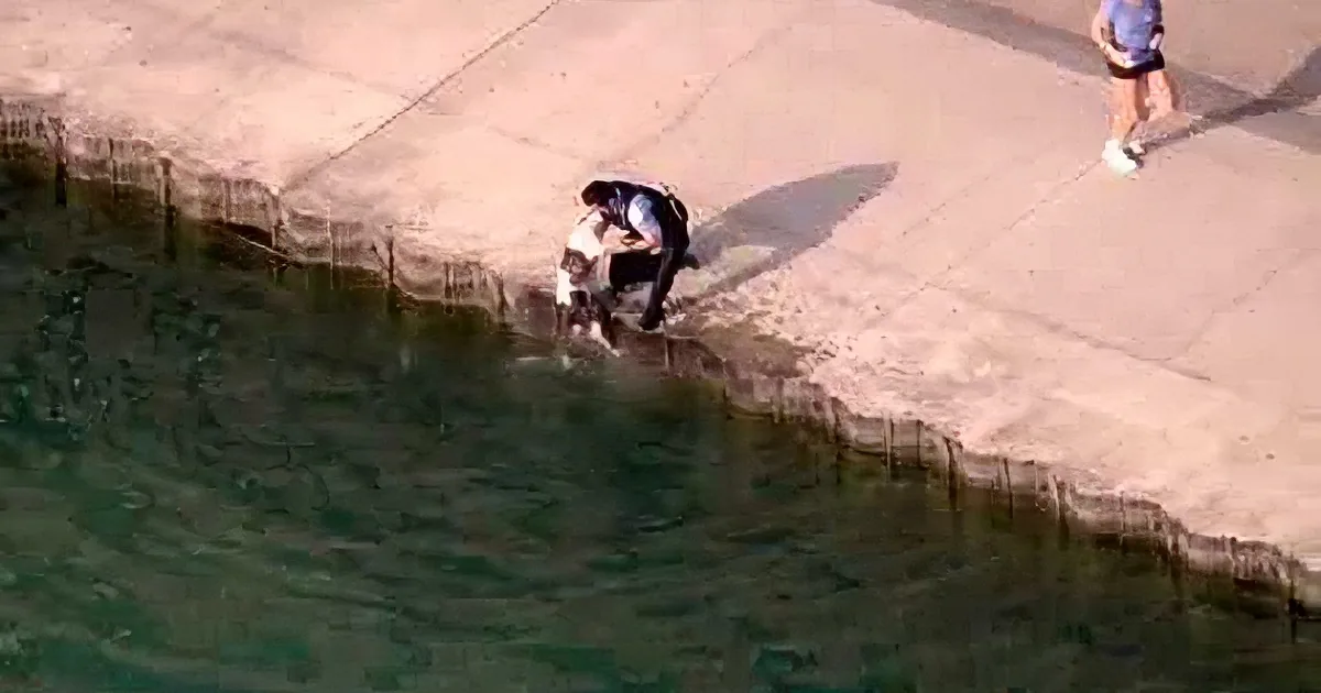 Helicopter Captures Footage of Rookie Police Officer as He Rescues Pooch Who Fell in the River