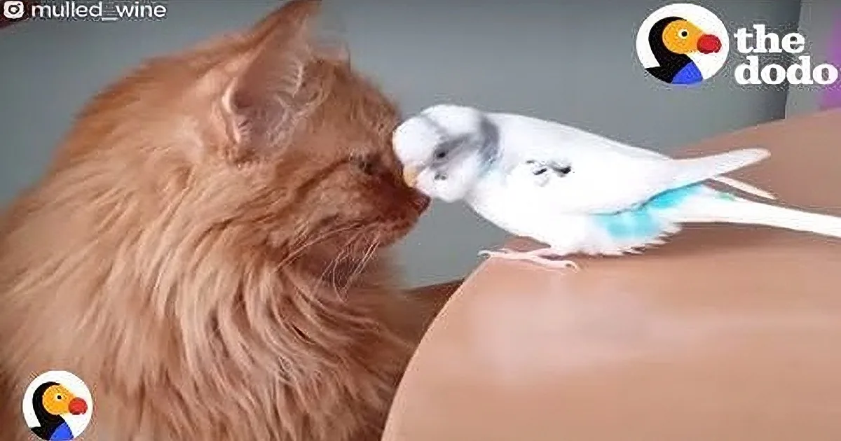 Check out the Incredible Friendship Between a Cat and His Bird That Is Taking the Internet by Storm!