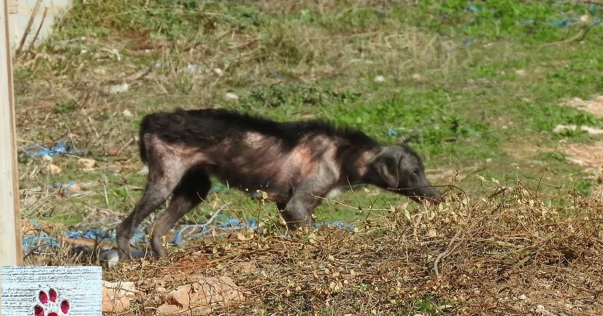 A Dog Had Been Living in a Dump Full of Trash and Rotting Livestock, Until He Came Along!