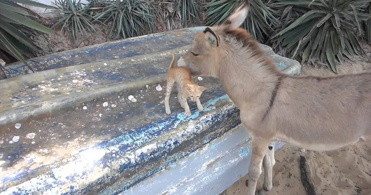 A Donkey Has an Unexpected Reaction to Seeing a Kitten!