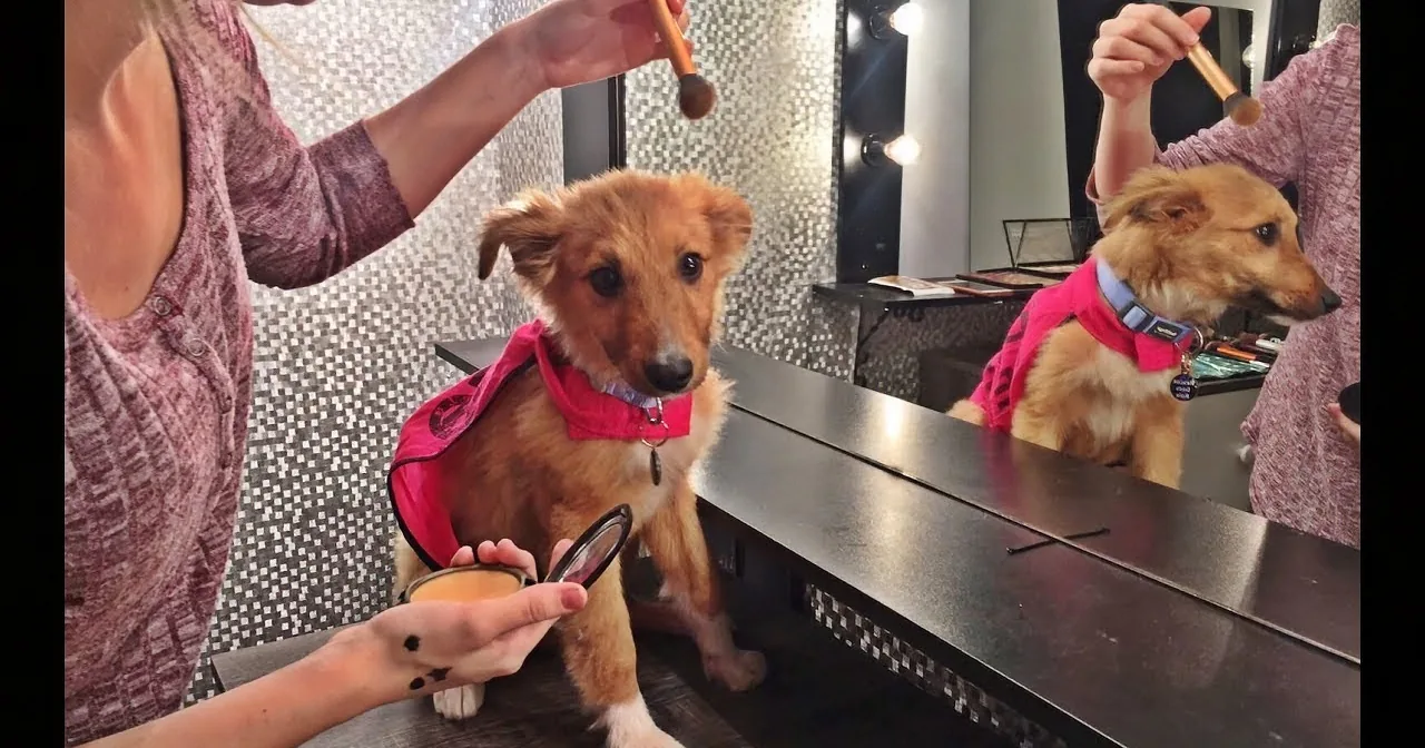 A dog wearing a pink sweater is being groomed and styled by a person with makeup brushes.