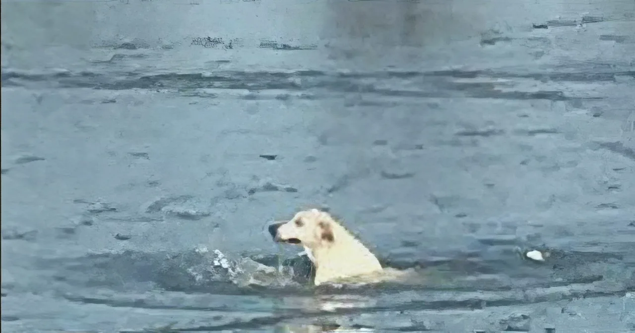 An Officer Saves a Drowning Dog Struggling to Survive, and That Wasn''t Even the Best Part!