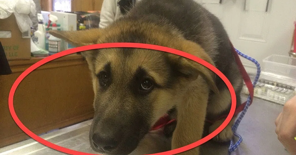 A German Shepherd puppy with a red circle highlighting its face, wearing a blue leash, in a veterinary setting.