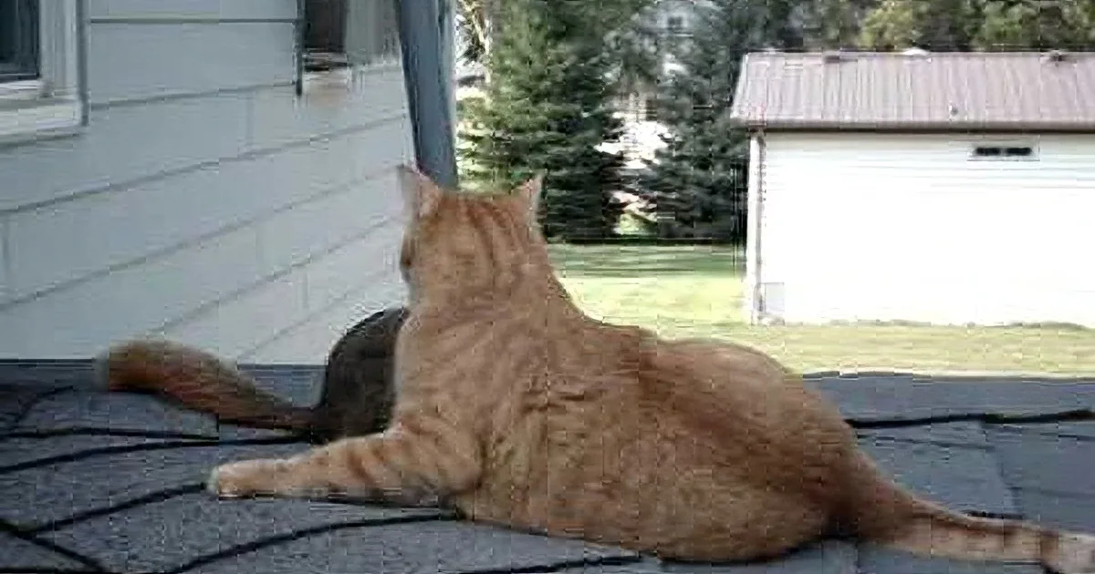 A Squirrel Befriends the Family Cat, and Their Friendship Is Adorable!