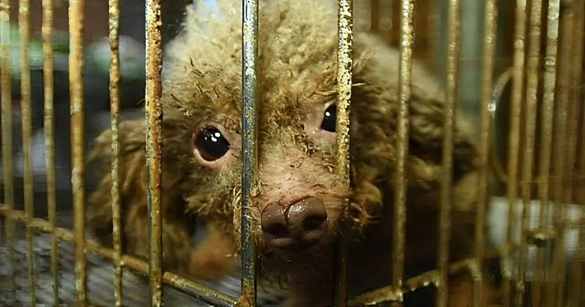 A Tiny Poodle Had Been Kept in a Basement All Her Life Until She Was Rescued and Sees the Sunlight!