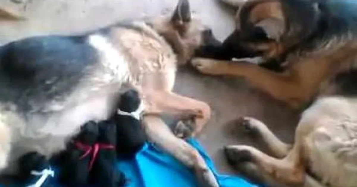 A German Shepherd is nursing her puppies, with some puppies visible on a blue surface.