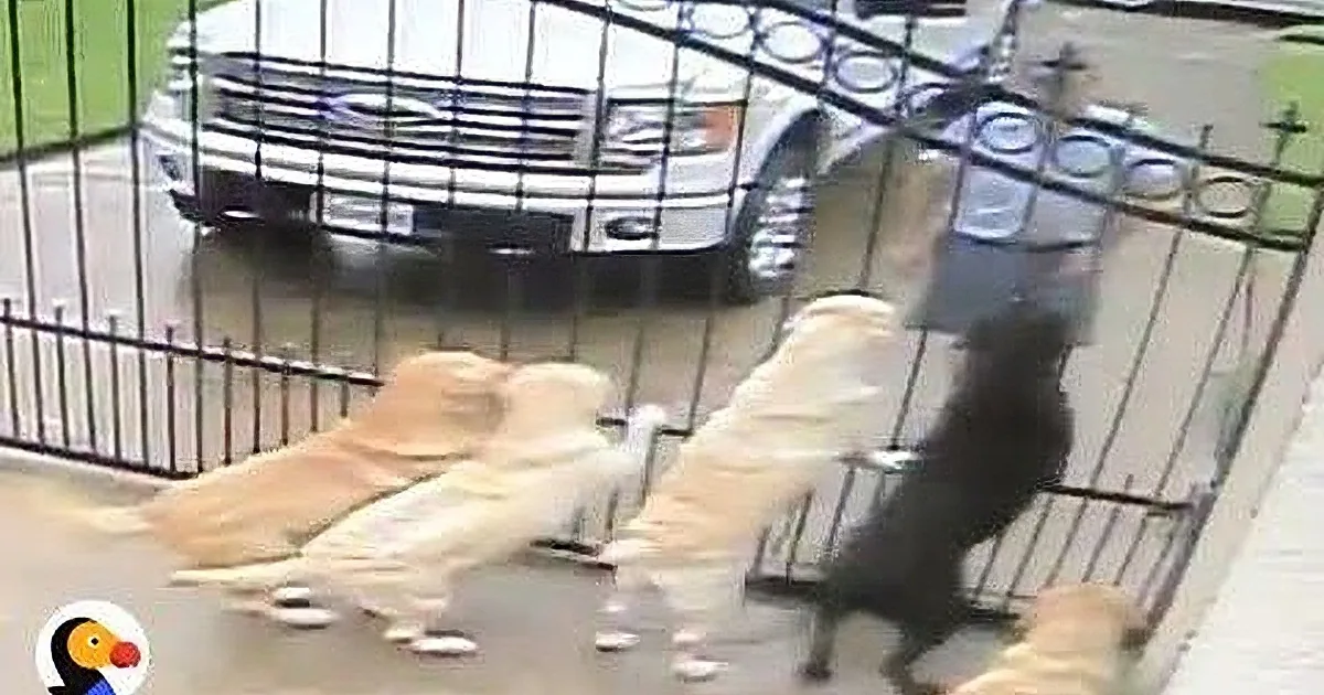Watch This Mailman''s Amazing Reaction to 5 Dogs at a Front Gate!