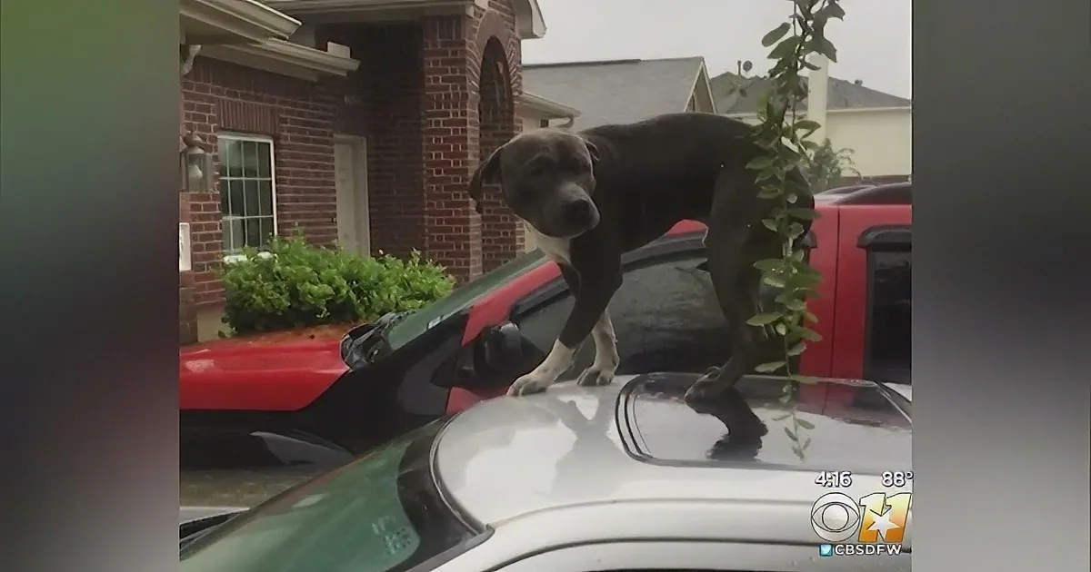 A Frightened Pit Bull Got Trapped on Top of a Flooded Car, but Two People Wouldn''t Give Up.