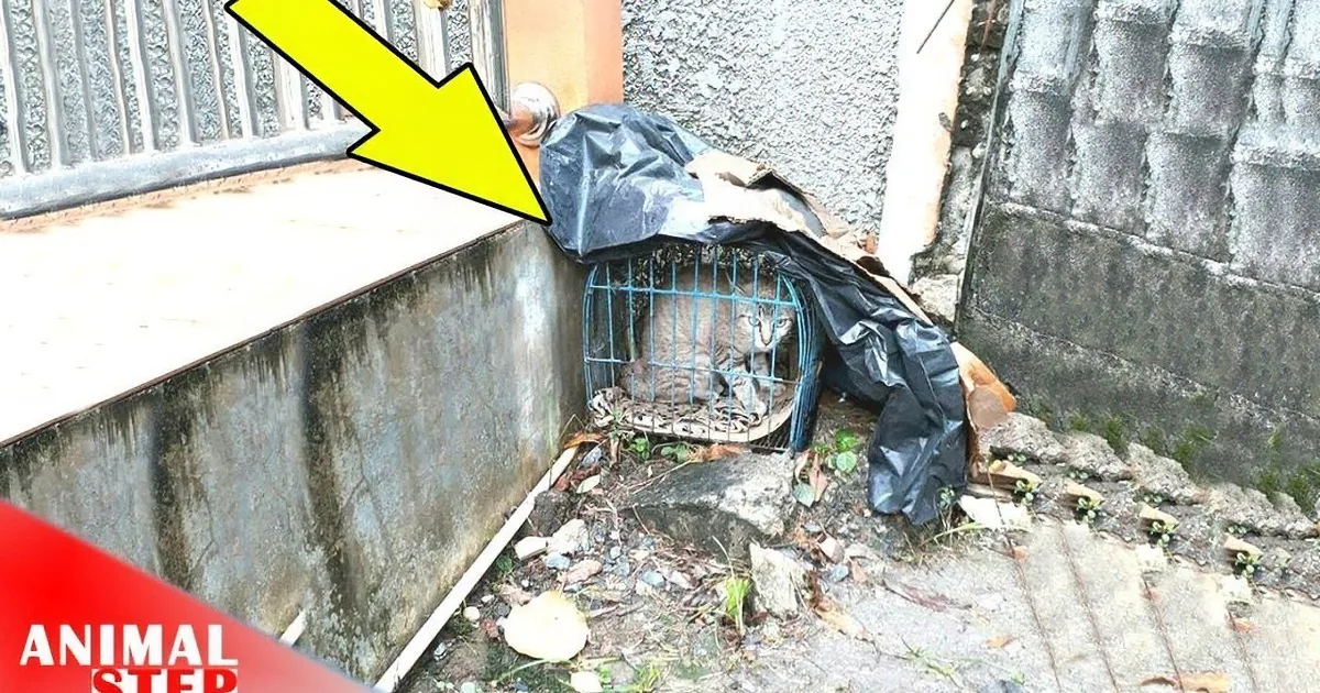 A cat is trapped in a small cage, partially covered by a plastic bag, near a wall and a gate.