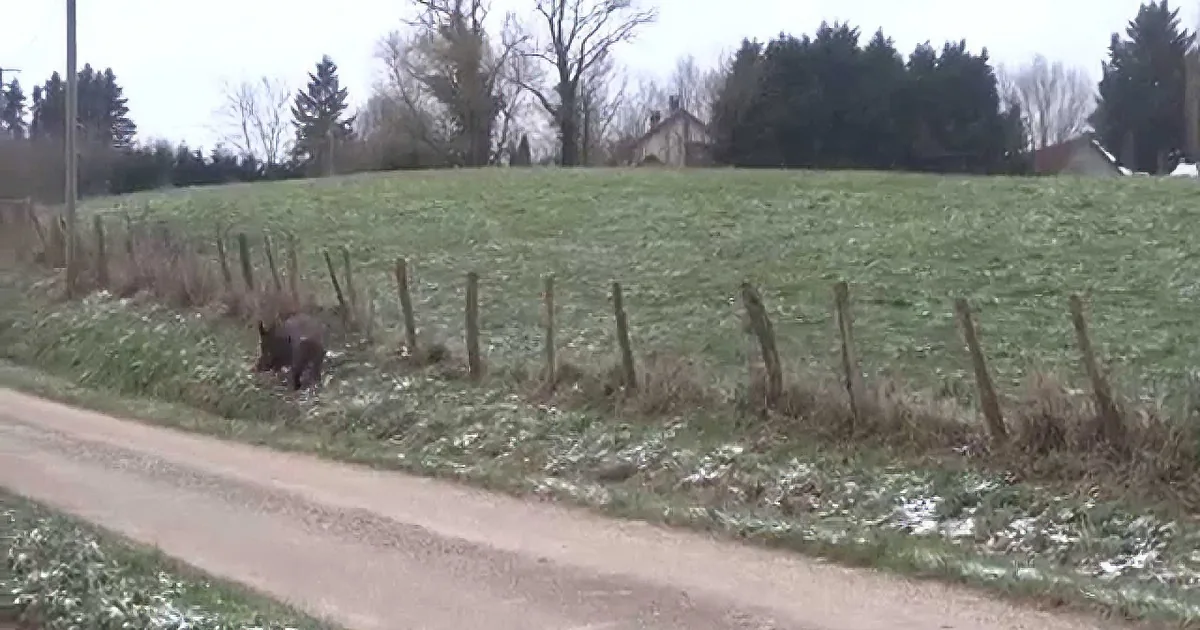 This Herd of Miniature Ponies Help Couple Who Almost Get Bowled Over by a Boar