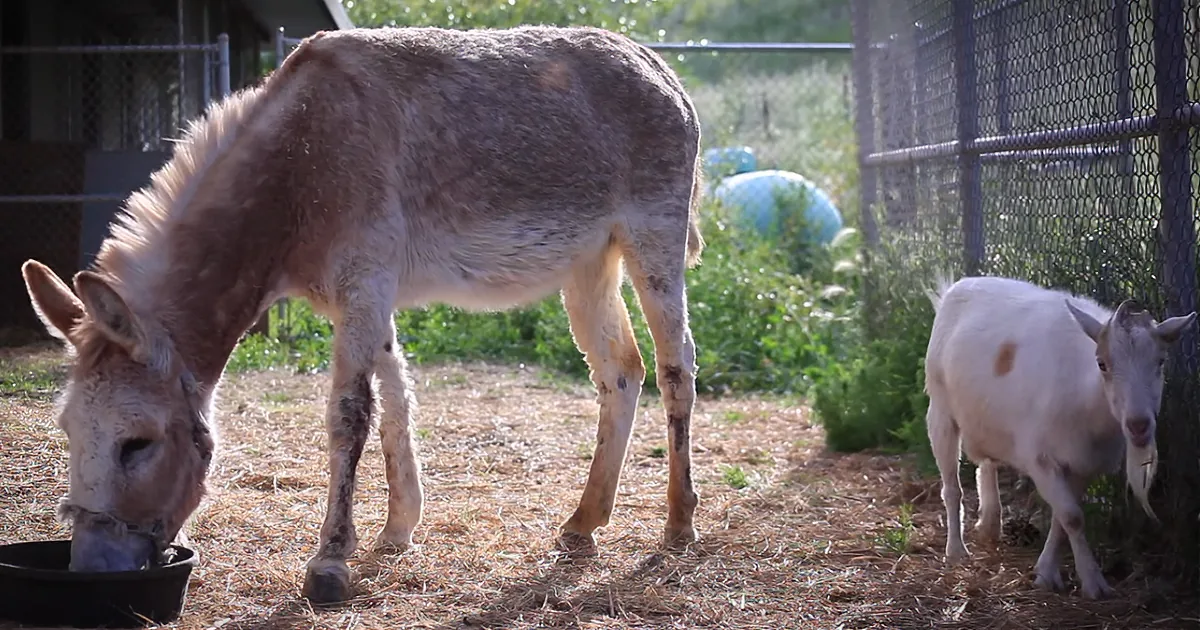 A Heartbroken Goat Refused to Eat and Baffled the Rescue Workers. Find out Why!