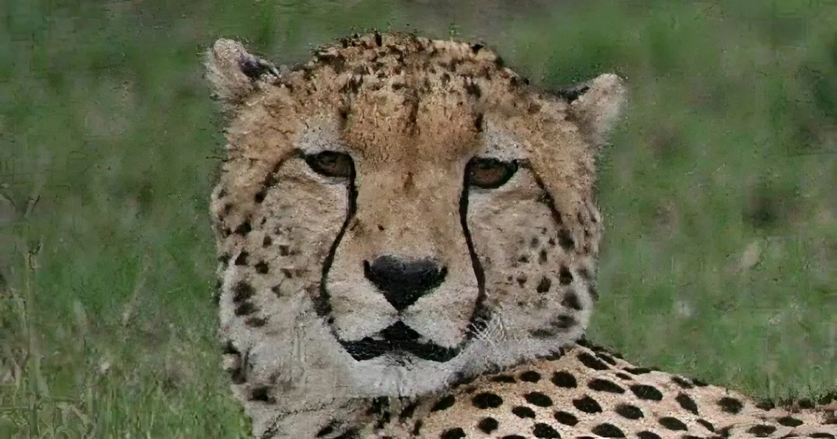 A close-up of a cheetah's face and upper body, with a blurred grassy background.