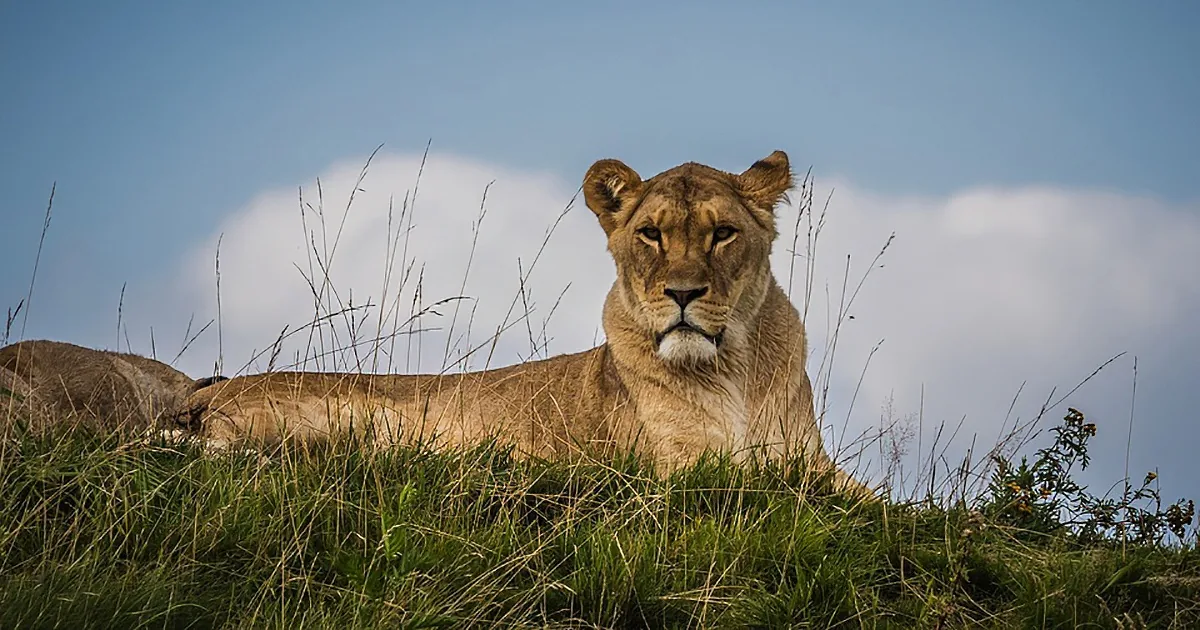 He Rescued Her When She Was a Cub; Would the Lioness Recognize Him Now?