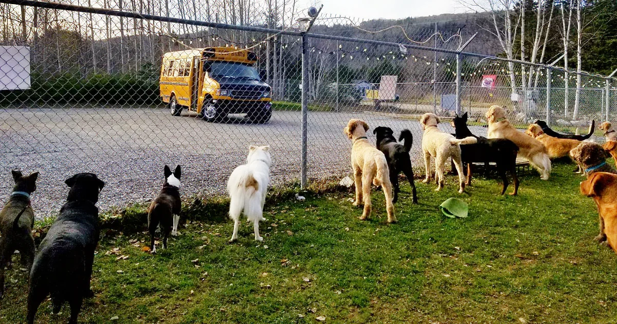 Dogs Line up at the Fence for a Reason That''s Melting Everyone''s Hearts