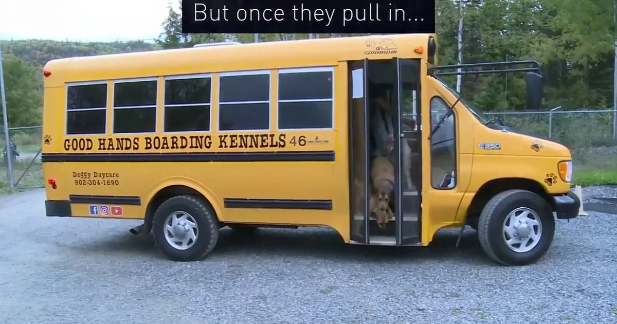 After a Busy Day of Fun and Play, Dogs Go Home From Daycare in Sweetest Way