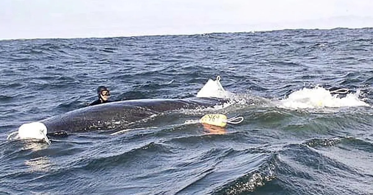 A diver in dark gear is partially submerged near a large whale, surrounded by buoys in the ocean.