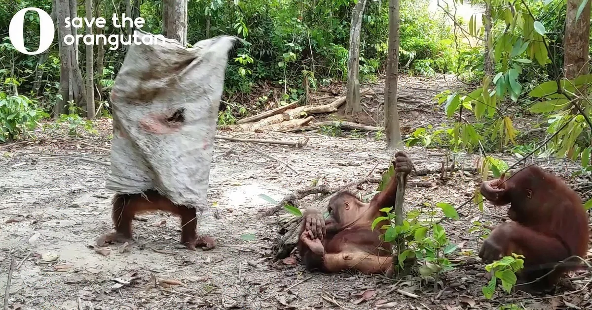 Orangutans Do the Darndest Things, Especially When They Want Attention.