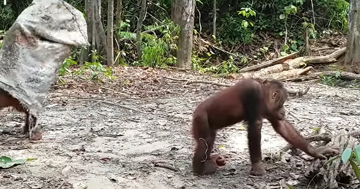 Hilarious Orangutan Has Silly Trick for Getting Attention