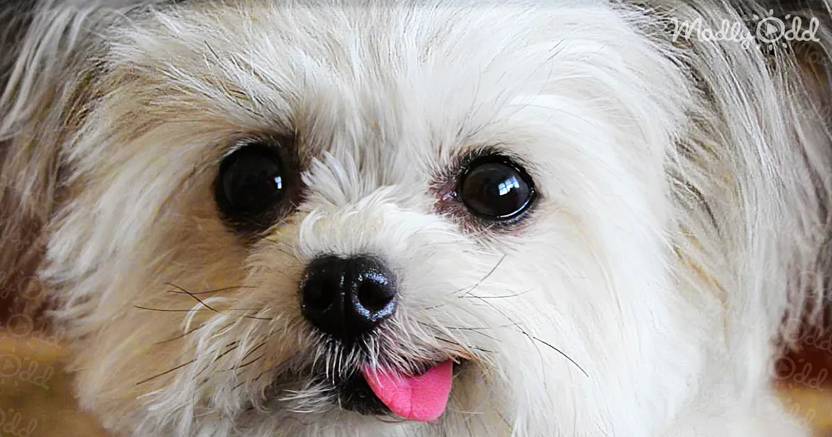 Watch How This 7-Inch Micro Puppy Is Changing Millions of Lives