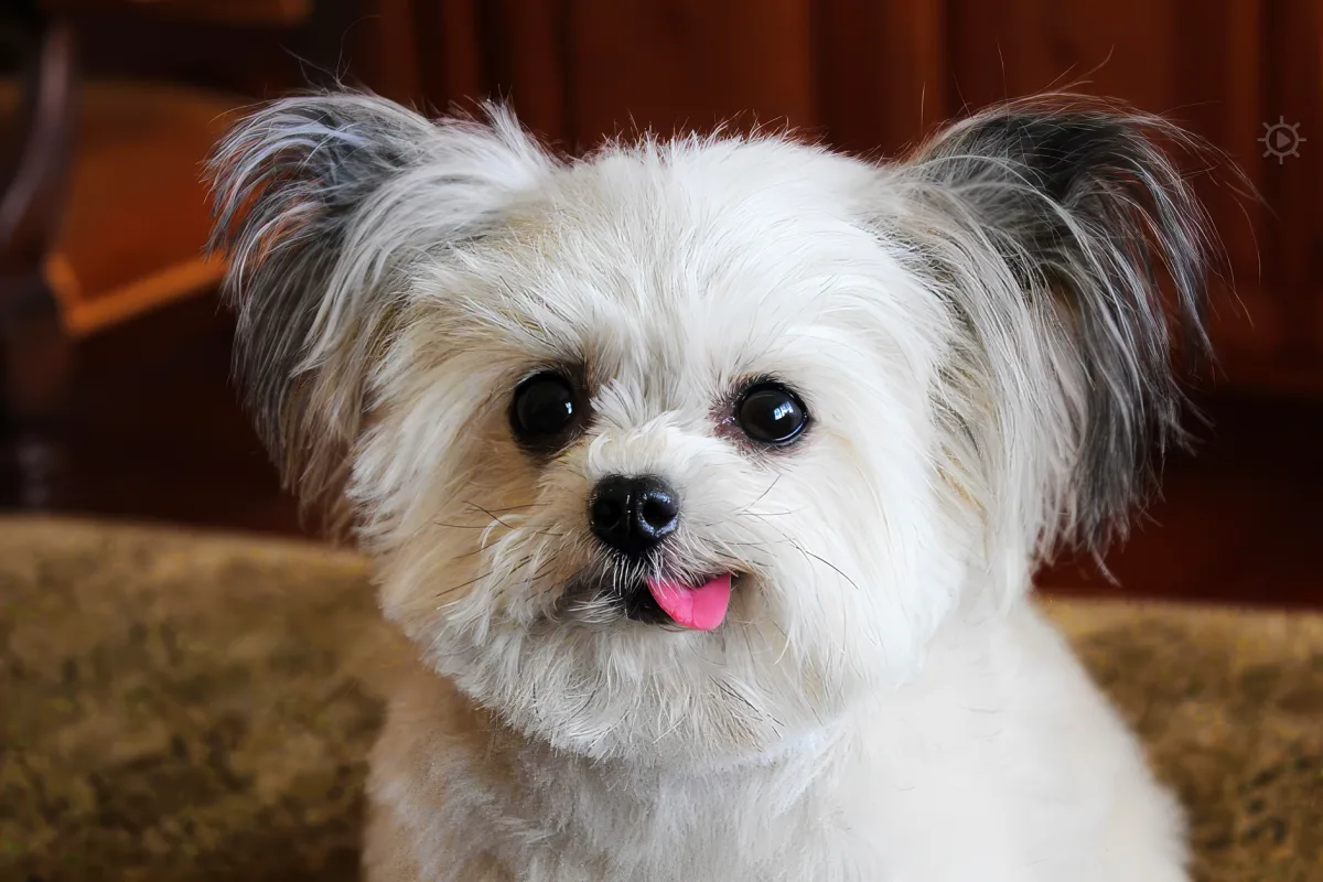 A small white dog with fluffy ears and a pink collar sits on a carpeted floor.
