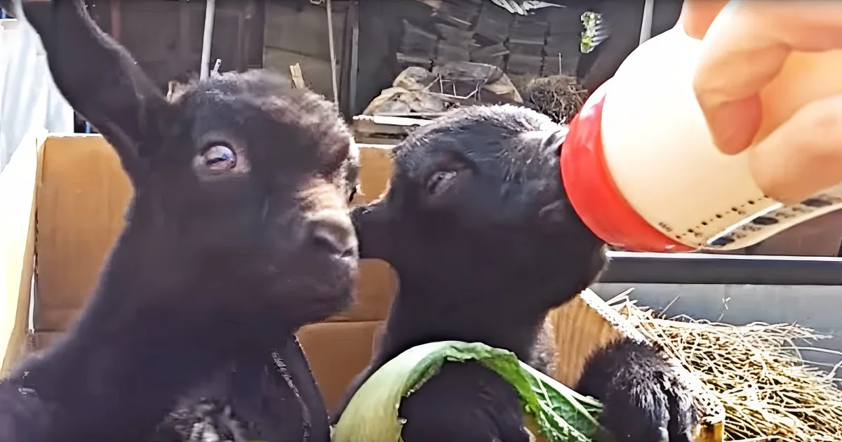 A baby goat nurses from a bottle while another goat watches nearby.