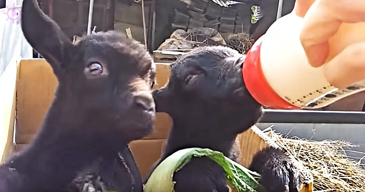 Two black baby goats are being fed from a bottle, one looking at the camera.
