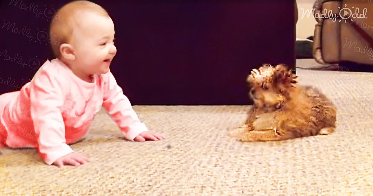 A baby in pink smiles while crawling towards a small brown dog on a carpet.