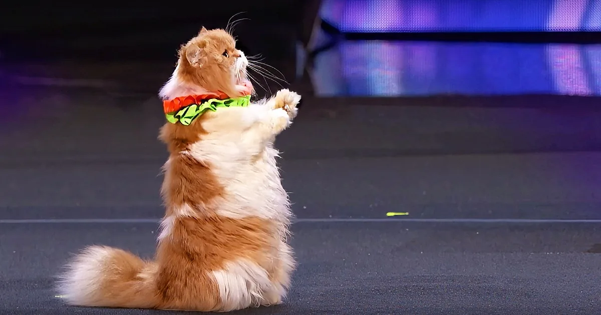 ''''America''s Got Talent'' Gets Me-Wowed by Cat Ladies''