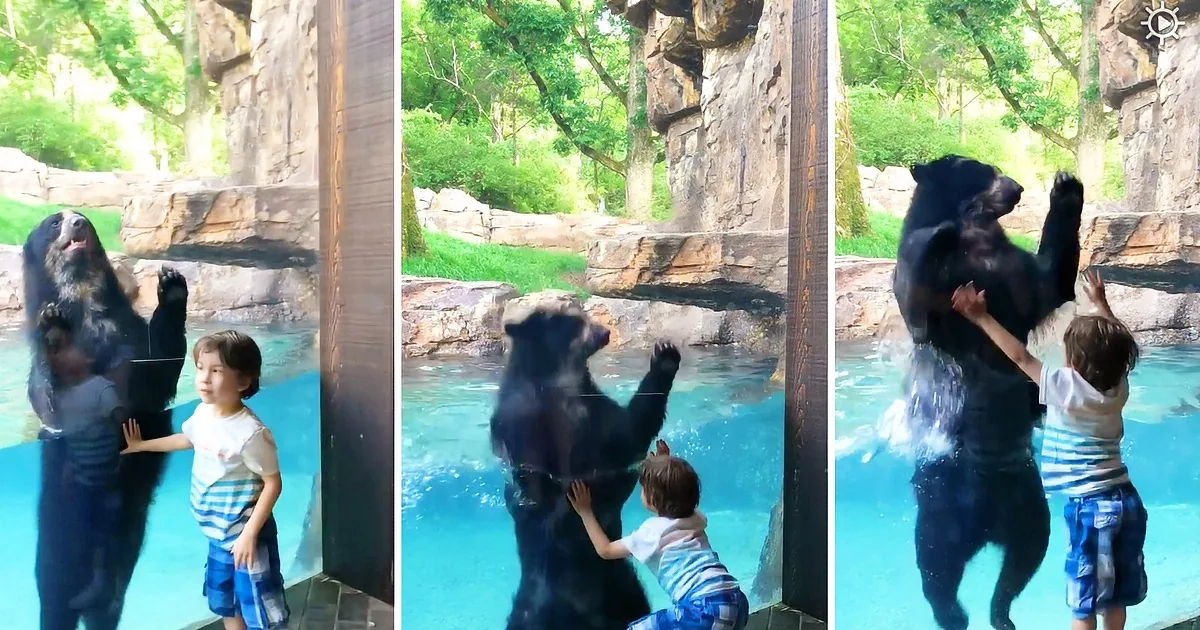 A child interacts with a bear through glass in a zoo enclosure, touching the bear's paw.