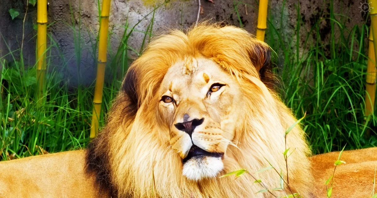 You Can Watch and Touch Real Lions in This Virtual Reality Video From National Geographic