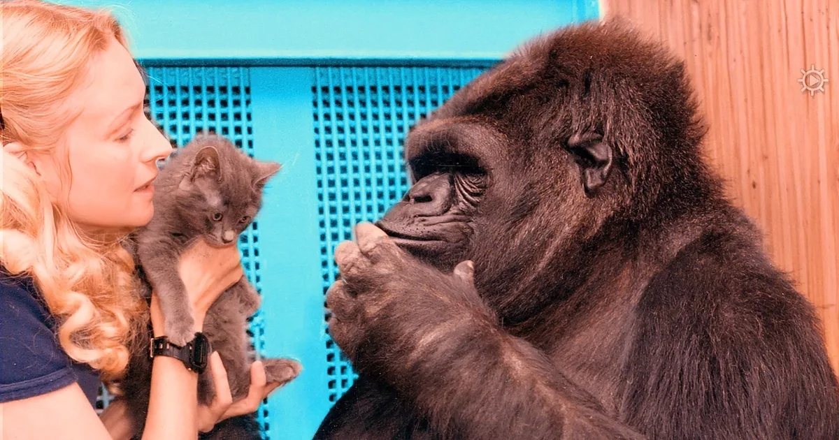A gorilla interacts with a kitten held by a person in a zoo setting.