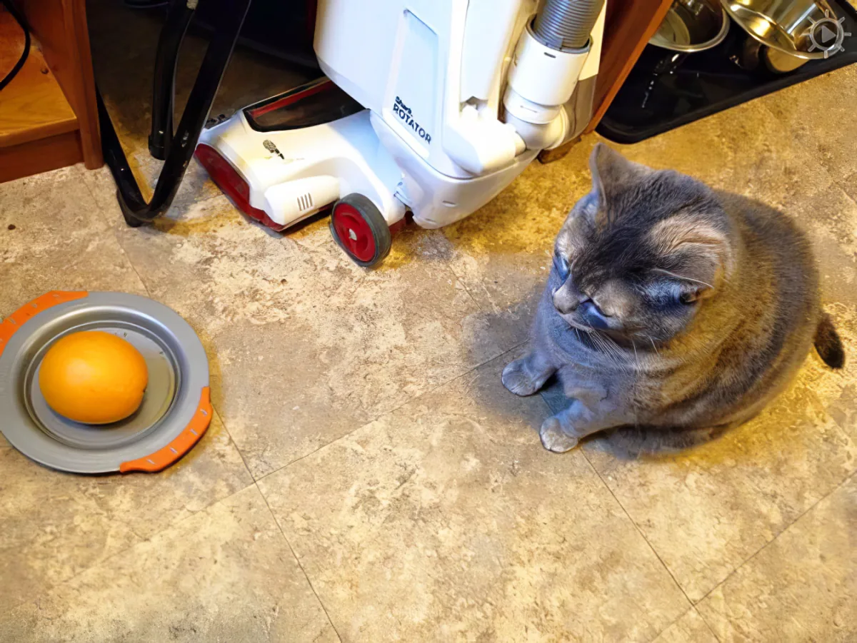 Kid feeds cat oranage