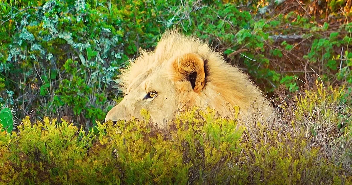 A lion with a golden mane rests partially hidden among green and yellow shrubs.