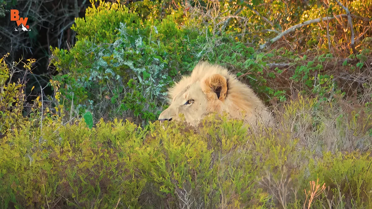 A lion rests in dense green shrubs, its mane visible, surrounded by lush vegetation.