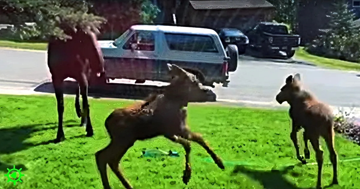 Three moose, one jumping, on a grassy lawn with parked cars and trees in the background.