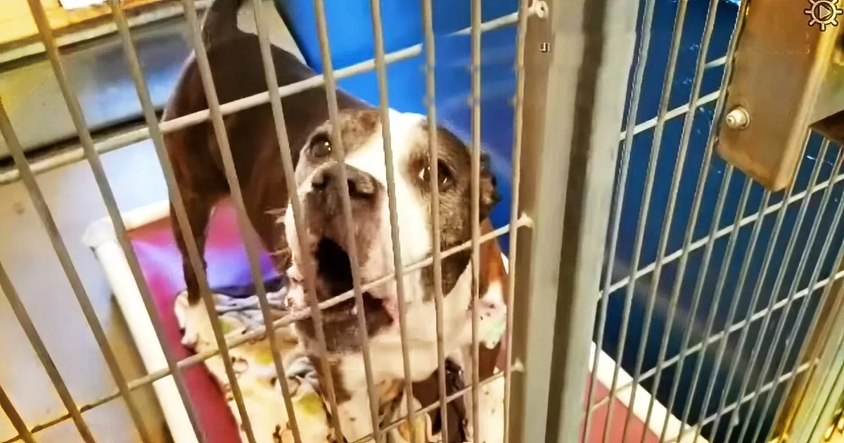 A dog with a white and brown coat is barking inside a metal cage.