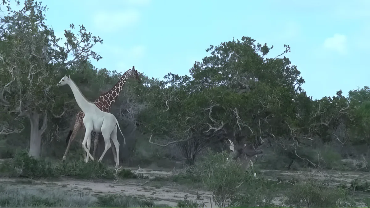 A giraffe and a white animal stand amidst greenery under a clear sky.