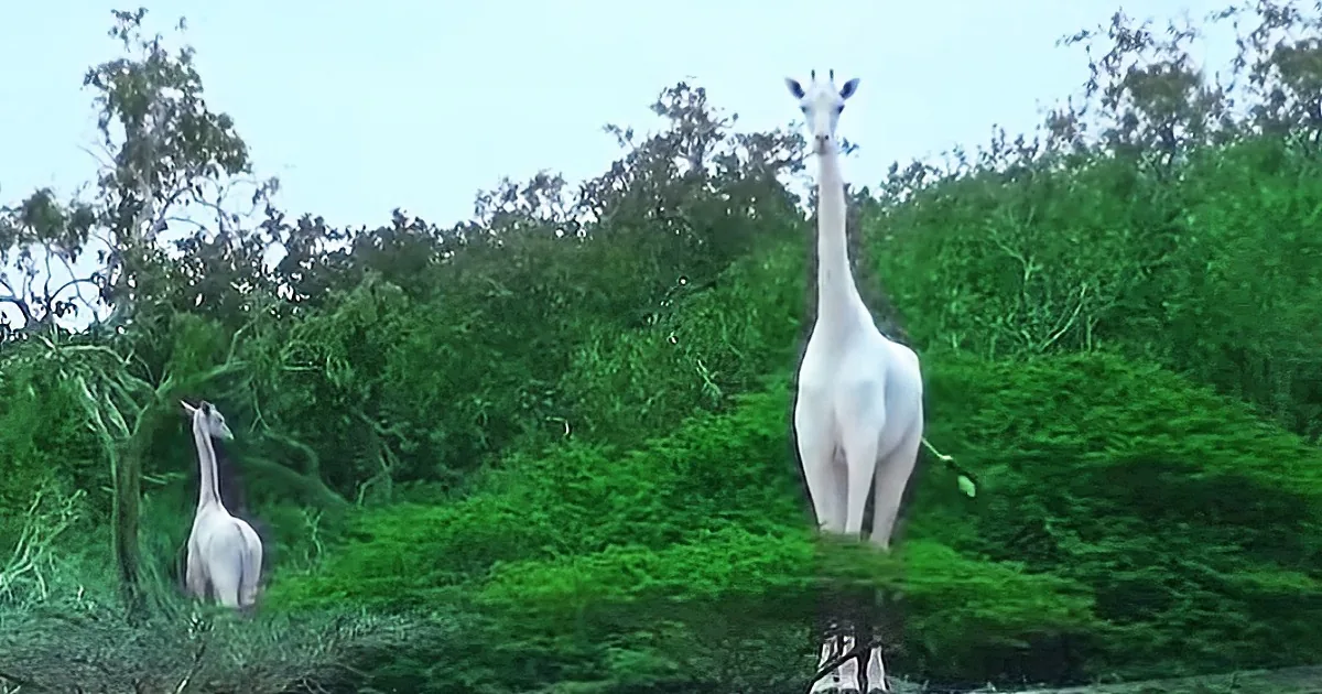 Ghostly White Giraffe and Her Baby Captured on Film for First Time Ever