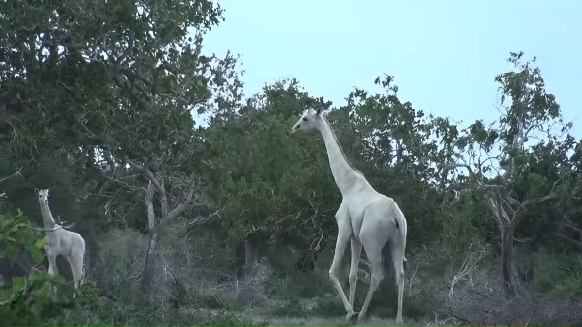 A white giraffe stands amidst greenery, surrounded by other giraffes and trees.