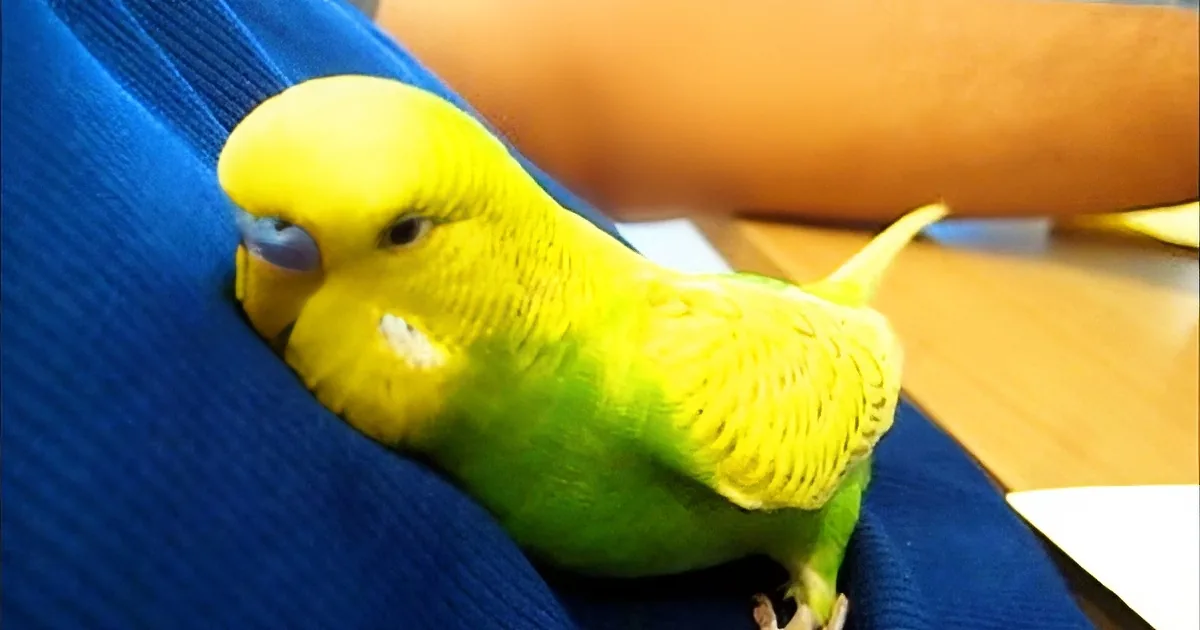 Sleepy Bird Cuddles up to Dad, but Listen to His Words Before He Falls Asleep. I Cracked Up!