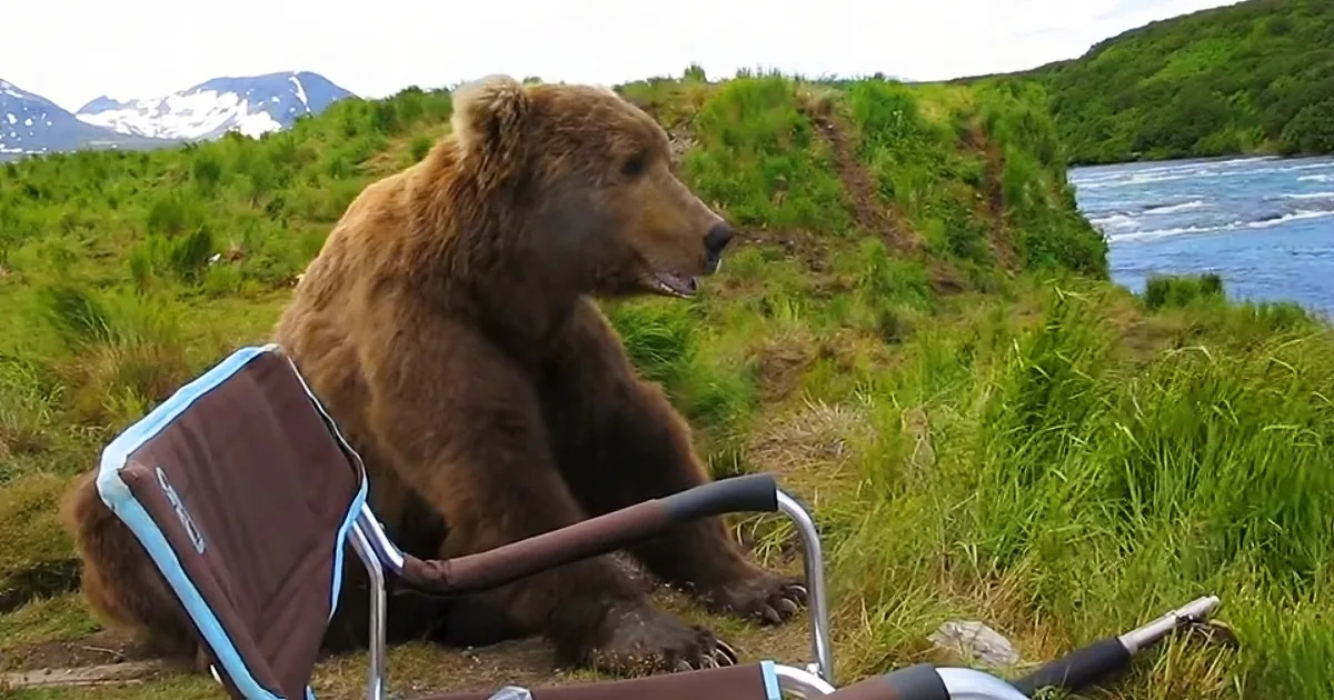 A brown bear sits on grass near a river, with a chair and mountains in the background.